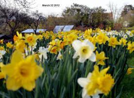 same daffodils same day 2012!